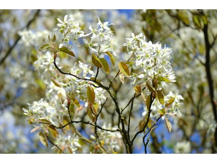 hans rock pear 324309 1280