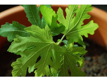 spencerwing fig 2731139 1280