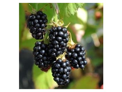 Ostružiník 'Columbia Star'