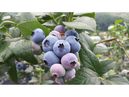 kimkyungok blueberry 1106831 1280