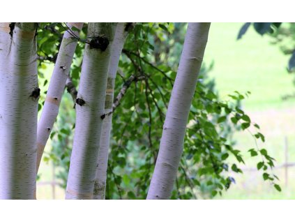 bříza himalájská