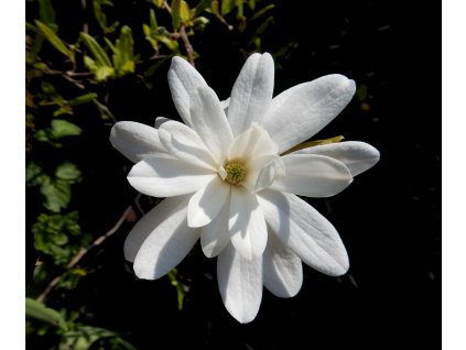 jhenning magnolia 5029913 1280