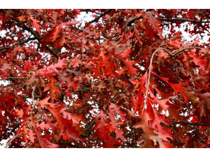 sonja kalee leaves 4575173 1280