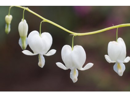 dicentra white 887224 1280