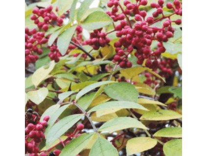 Žlutodřev korejský - Zanthoxylum coreanum