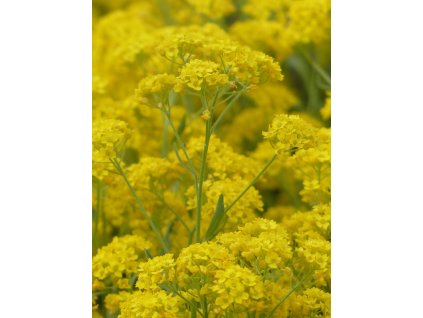 stone herb 116278 1280