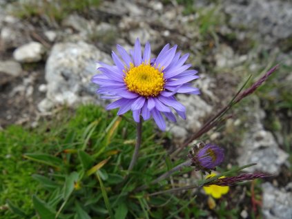 sabeth alpine aster 1145471 1280