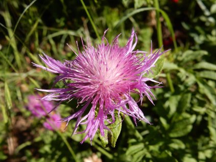 jhenning centaurea 5176595 1280