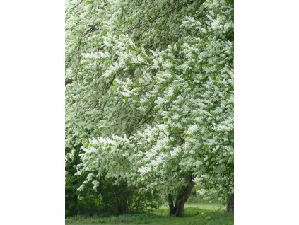 hans blooming 115260 1280