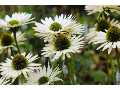 manfredrichter echinacea 9824805 1280