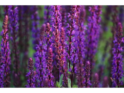 manfredrichter steppe sage 5295139 1920