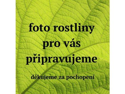 Ekozahradnictvi rostliny
