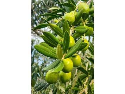 van3ssa olive 7486984 1920