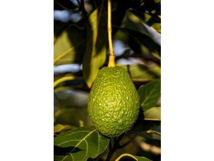 sandid avocado 882634 1920