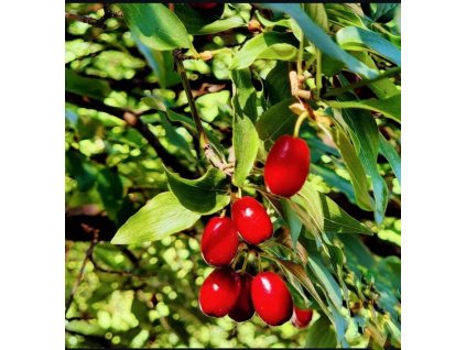 Dřín velkoplodý- RADOSŤ