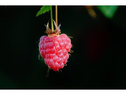 manfredrichter raspberry 3533909 1280