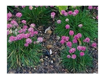 Trávnička přímořská ARMADA ROSE