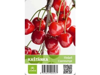 Třešeň - KAŠTÁNKA - colt.