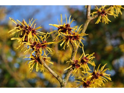 hans witch hazel 999520 1280
