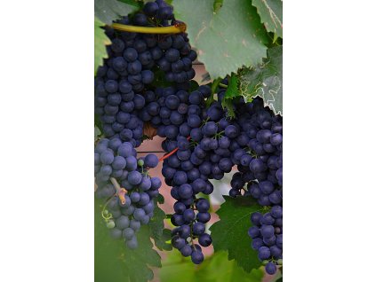 adonyig grape 2669930 1280