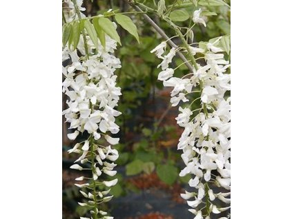 Vistárie čínská ALBA