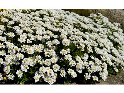 neelam279 candytuft 5050155 1280