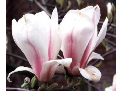 Magnolie- Šácholan soulangeův