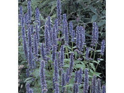 Agastache BLUE FORTUNE