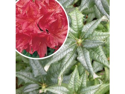 Azalka KH ´BALZAC´