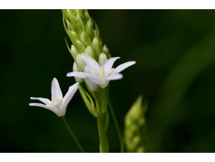 grape grass lily 6373779 1280