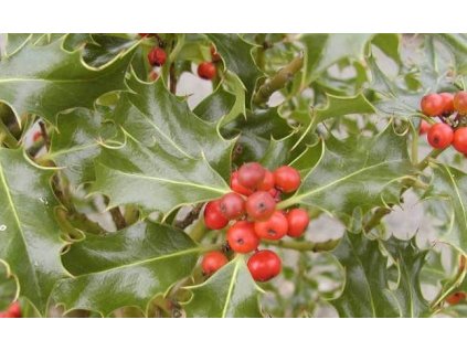 Cesmína  ostrolistá ´Alaska´ - samice