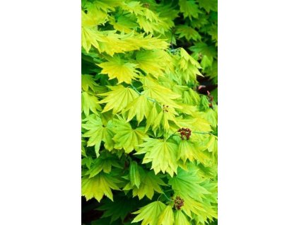 Javor shirasawanský ´Aureum´