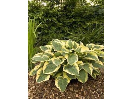 Hosta AUSTIN DICKSON