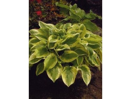 Hosta WIDE BRIM