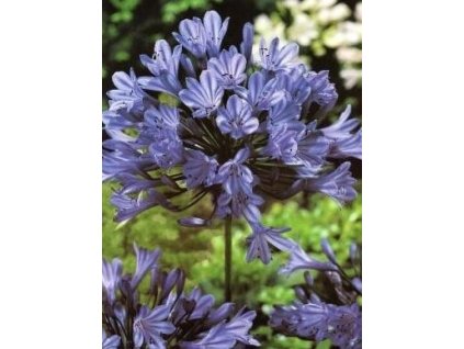 Kalokvět - Agapanthus