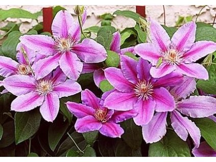 Plamének ´Nelly Moser´