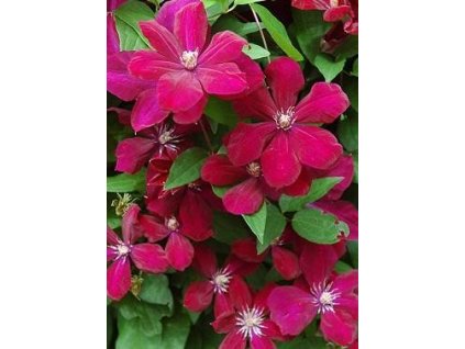 Plamének ´Rouge Cardinal´