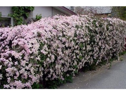 Plamének horský ´Fragrant Spring´