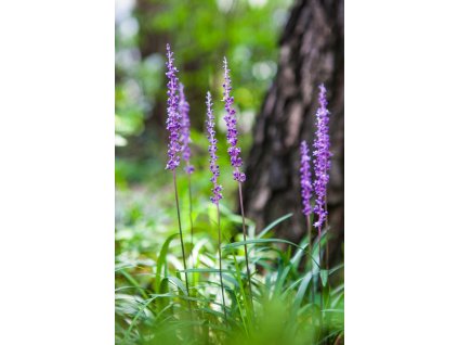 liriope 2764643 1280