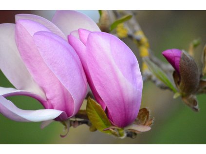 neelam279 magnolias 9540399 1280