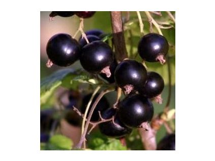 Rybíz černý BEN HOPE - stromkový