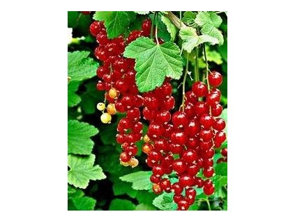 Rybíz červený JONKHEER VAN TETS - keř