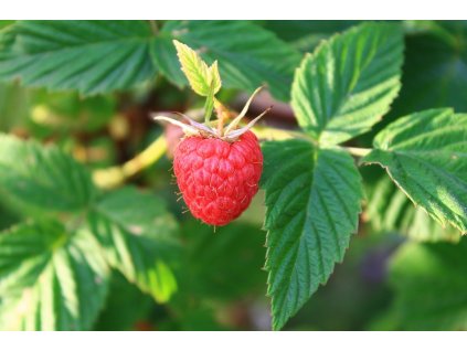 alexsandr31 raspberry 2510293 1280