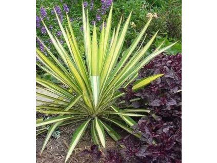Juka - Yucca flaccida GOLDEN SWORD