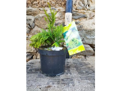 Zerav řasnatý ´4Ever Goldy´®