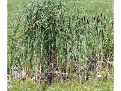 Orobinec úzkolistý