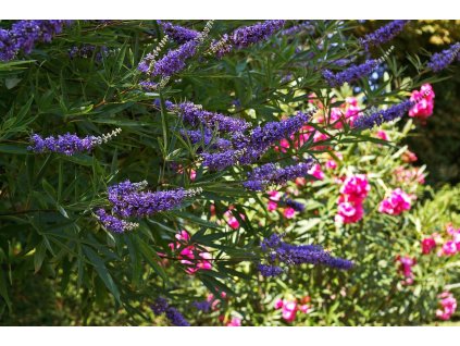 kriemer monk pepper 3671425 1280