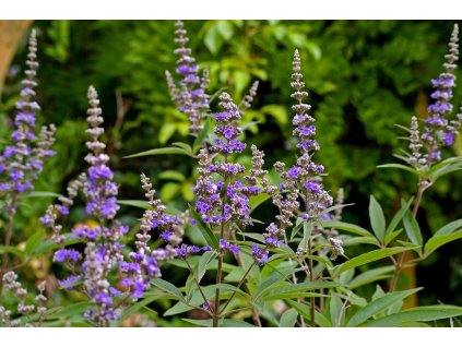 kriemer monk pepper 1633164 1280