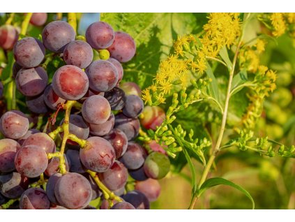 couleur grapes 3555270 1280