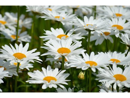 daisies 8903682 1280